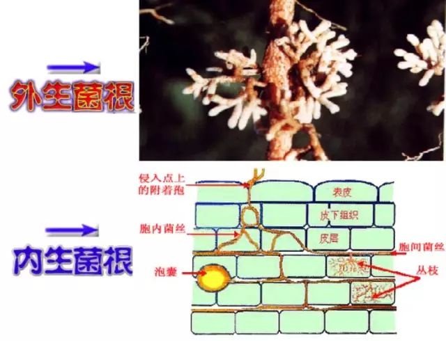 植物界的关系户
