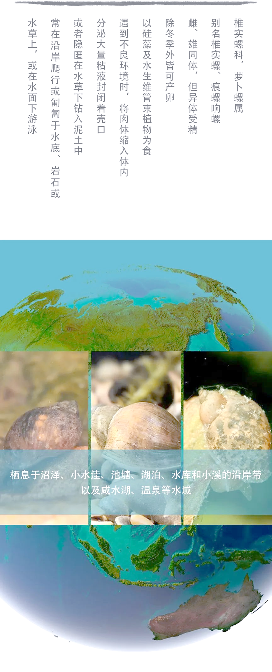 耳萝卜螺:湿地生态中的独特物种