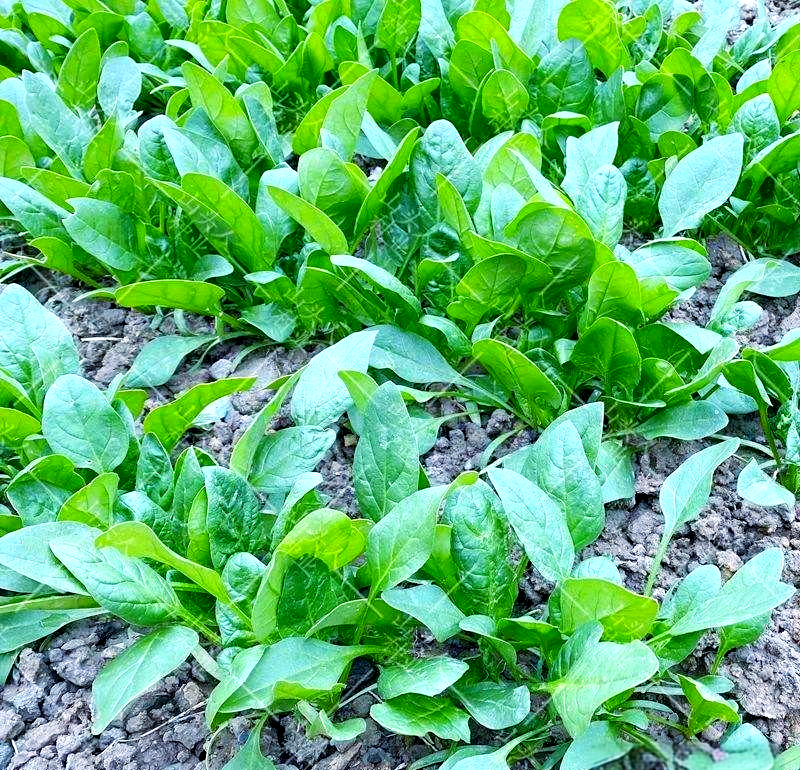 为了确保菠菜能够健康生长,我们应当为其准备适宜的土壤环境