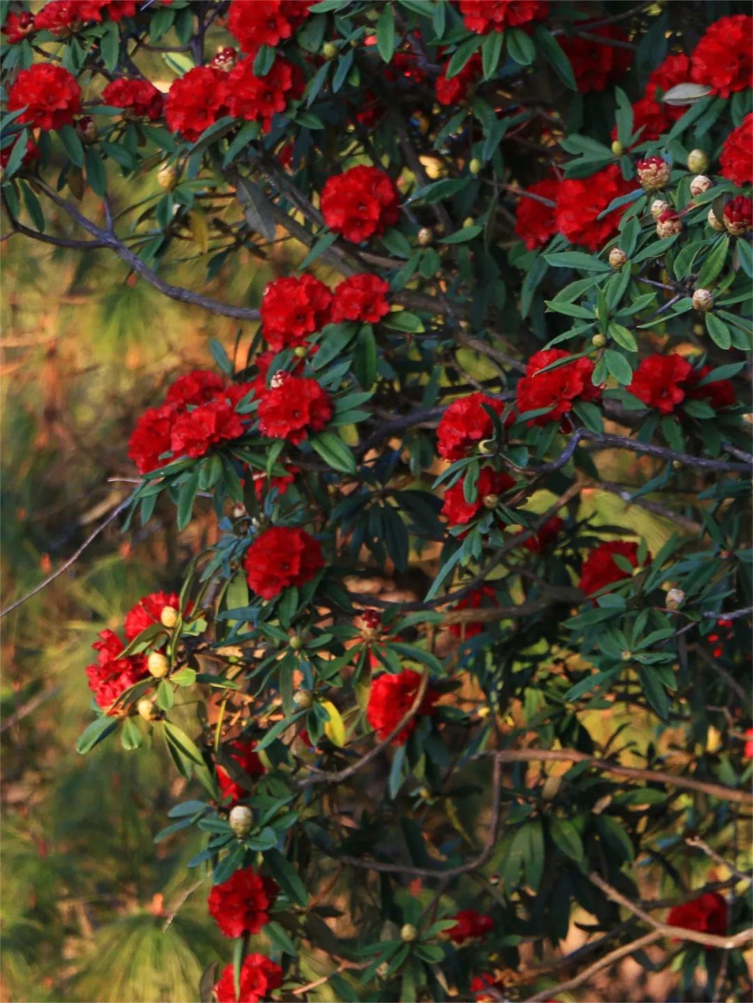 大树杜鹃为杜鹃花科杜鹃花属的常绿乔木,主要分布于云南腾冲高黎贡山