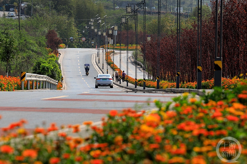沙坪坝区回龙坝镇:一路繁花一路景