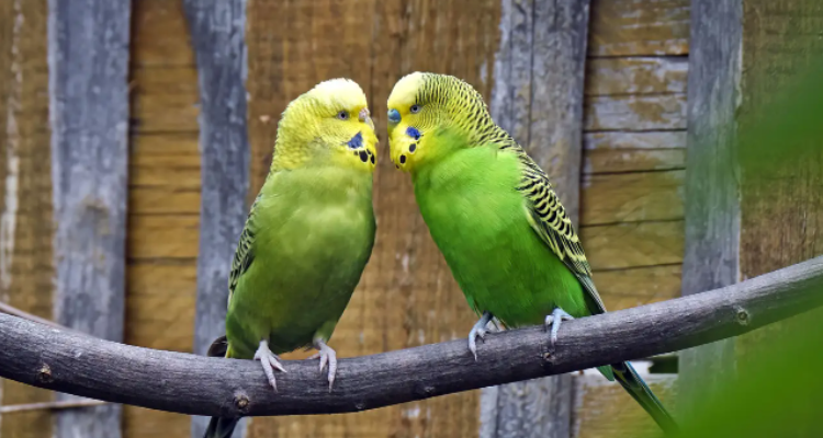 鹦鹉鸟冬天应该注意什么?