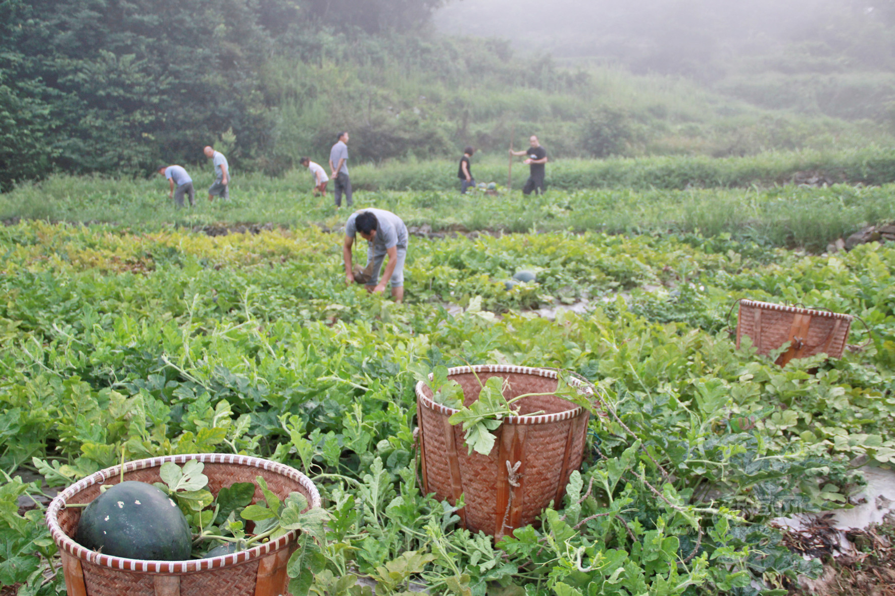 天台新闻网丨三州高山西瓜全面上市