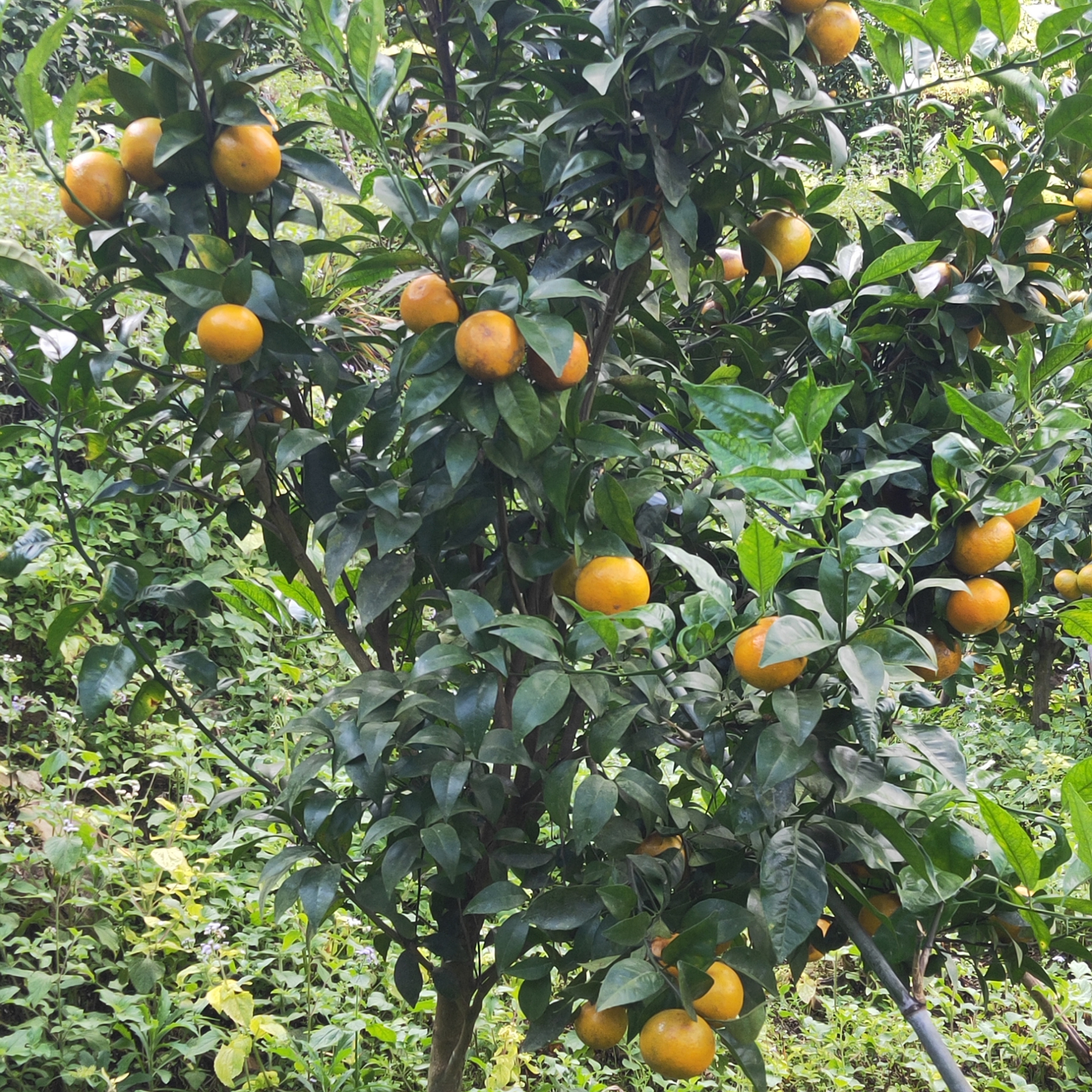 那么这沃柑树,该如何种植管理呢?