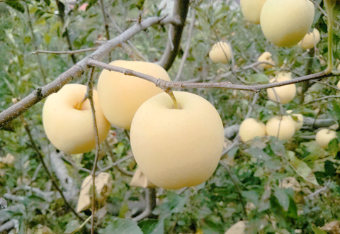 黄金帅苹果:清脆甜美,果香四溢,你不可错过的美味佳品