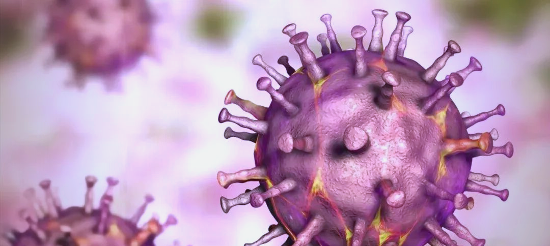 非洲猪瘟的全球传播路径