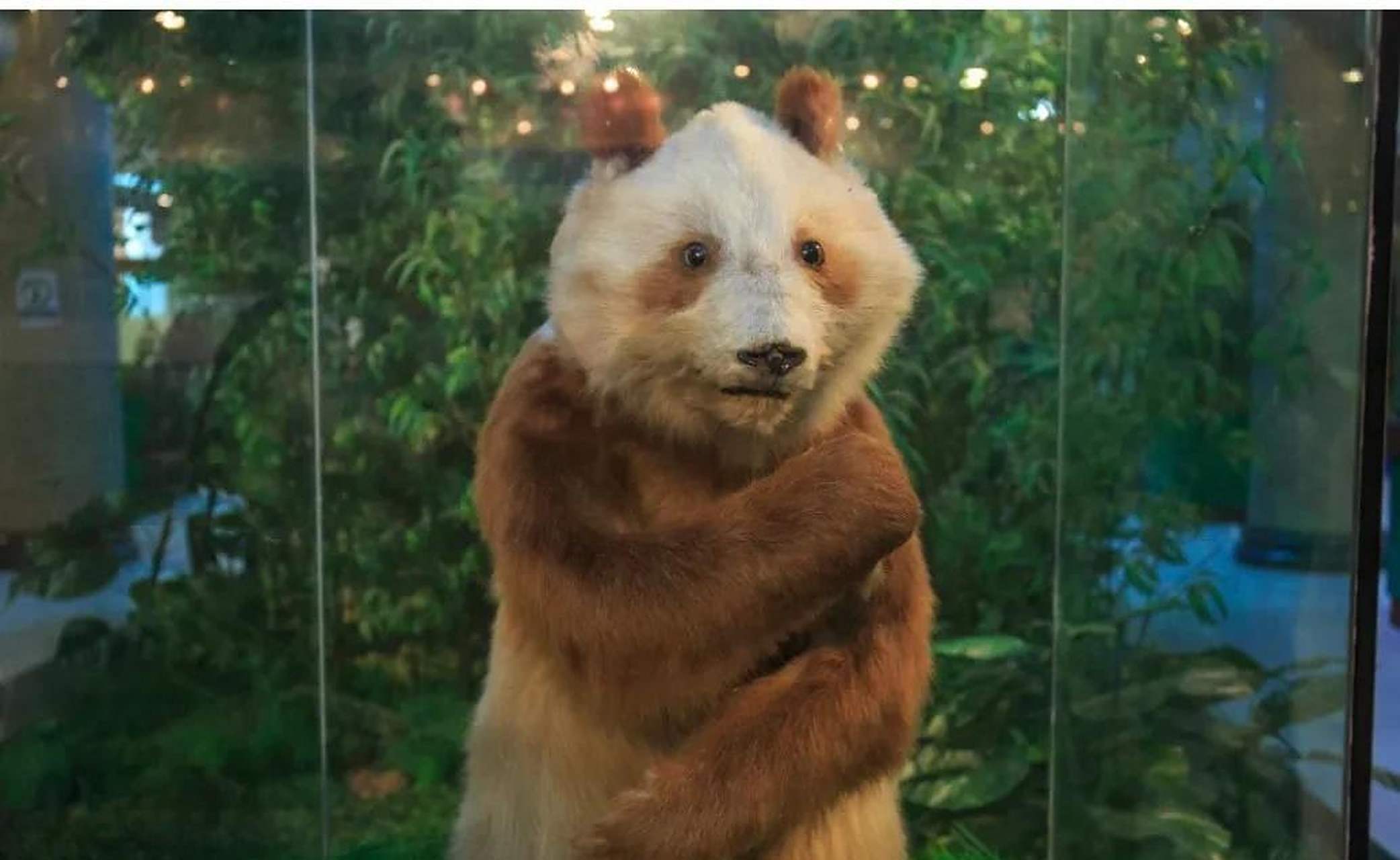 世界上发现的第一只棕色熊猫[送自己一朵花]丹丹,去世后被制成标本,生