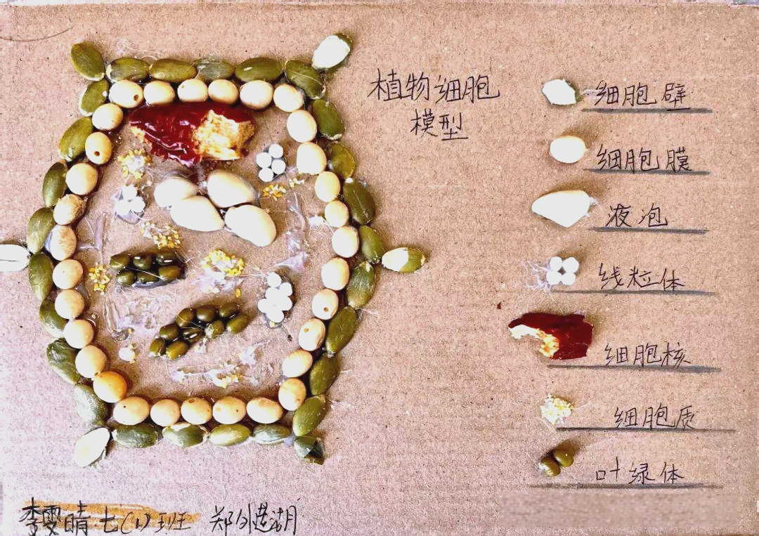 细胞模型制作盛宴,展现生物世界奥秘