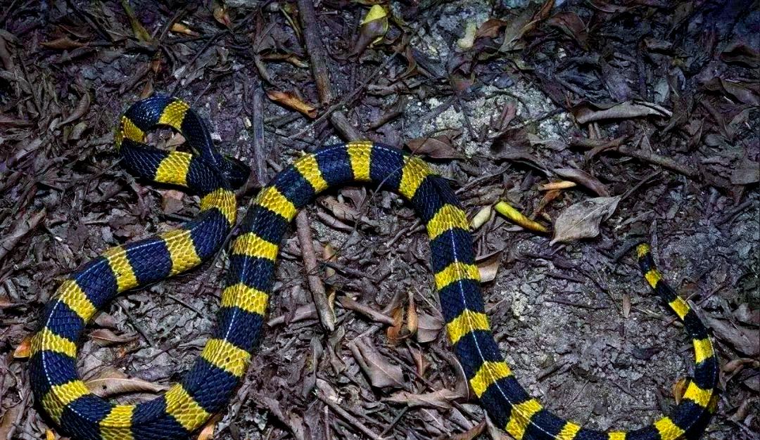 金环蛇(bungarus fasciatus):探秘环蛇属中的佼佼者