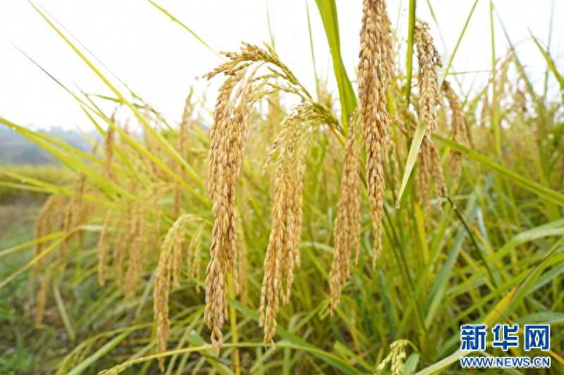 2米高!福建南平巨型水稻丰收