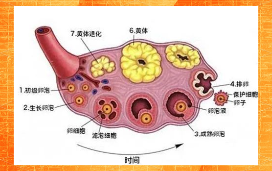 卵泡排的少是什么原因(卵泡排的不好是什么意思)