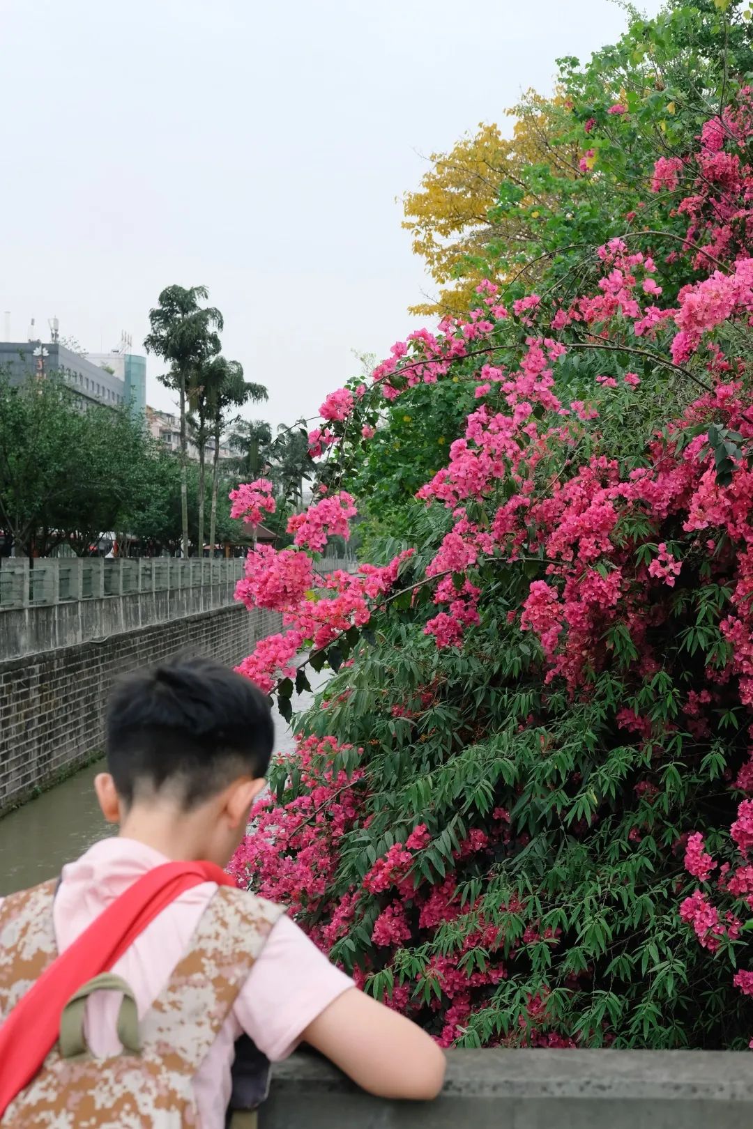 "没有任何历史"的少陵路