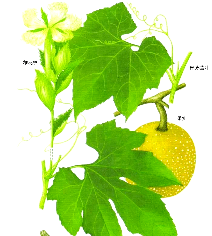深入探索栝楼：一种功效多样的中草药