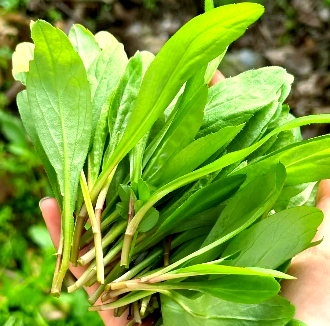 夏季野菜推荐:马兰头清热,消肿,利湿,中老年适宜常吃
