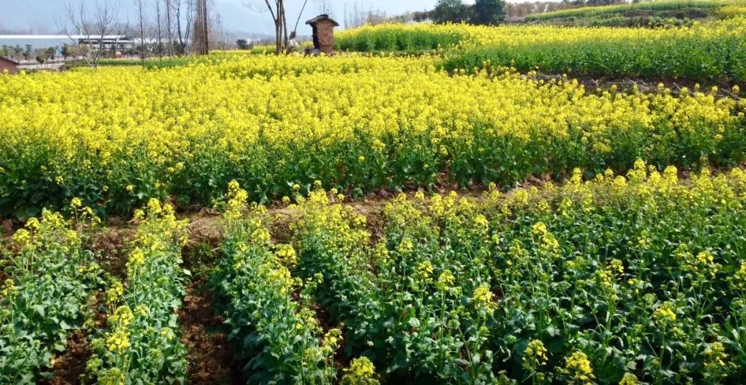 陕西西乡油菜花图片