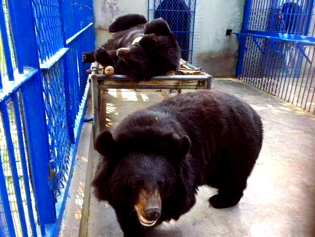 博山莲花山盛装开幕,探索自然与动物的和谐世界