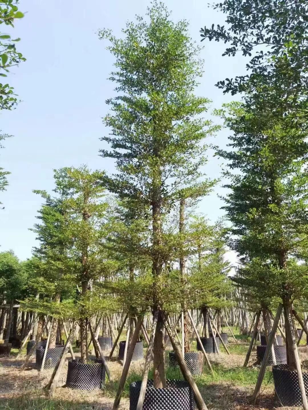 小叶榄仁树截杆养冠袋苗