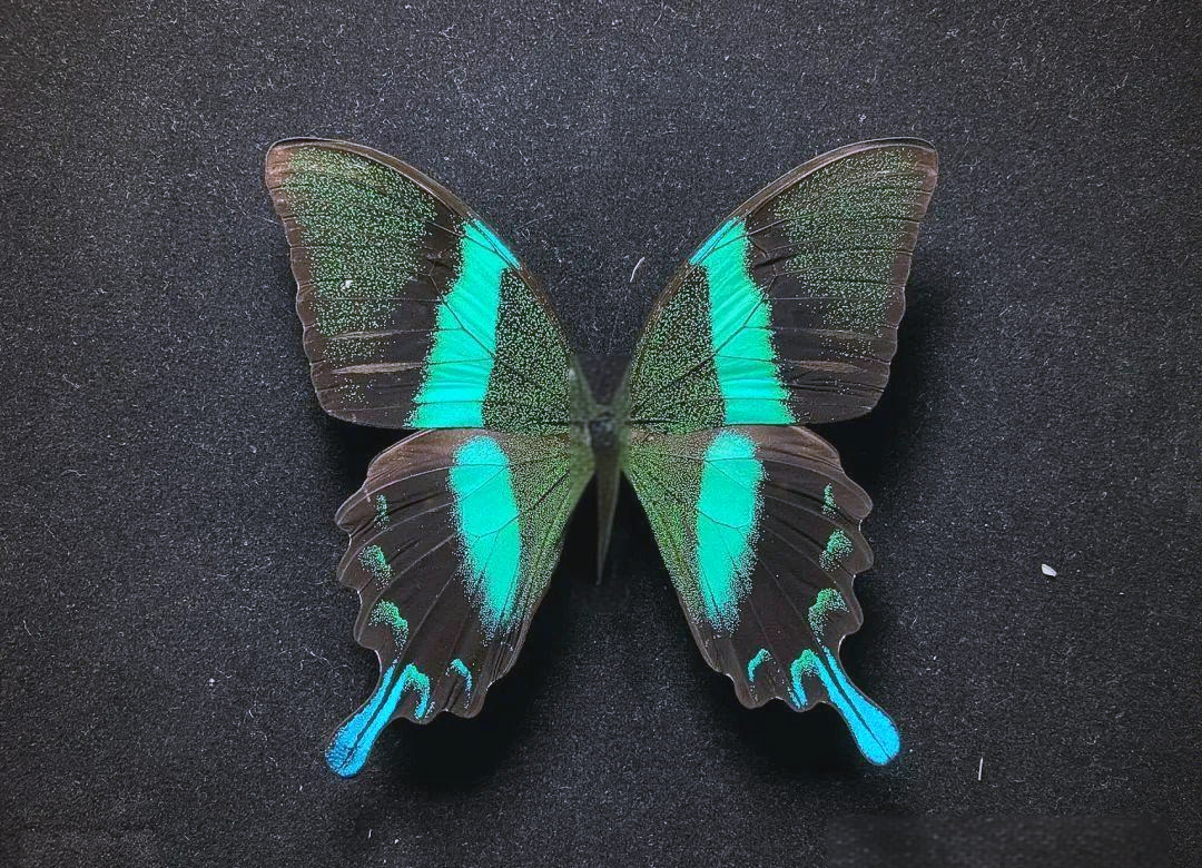 揭秘全球最大凤蝶,它们的独特魅力与生存智慧