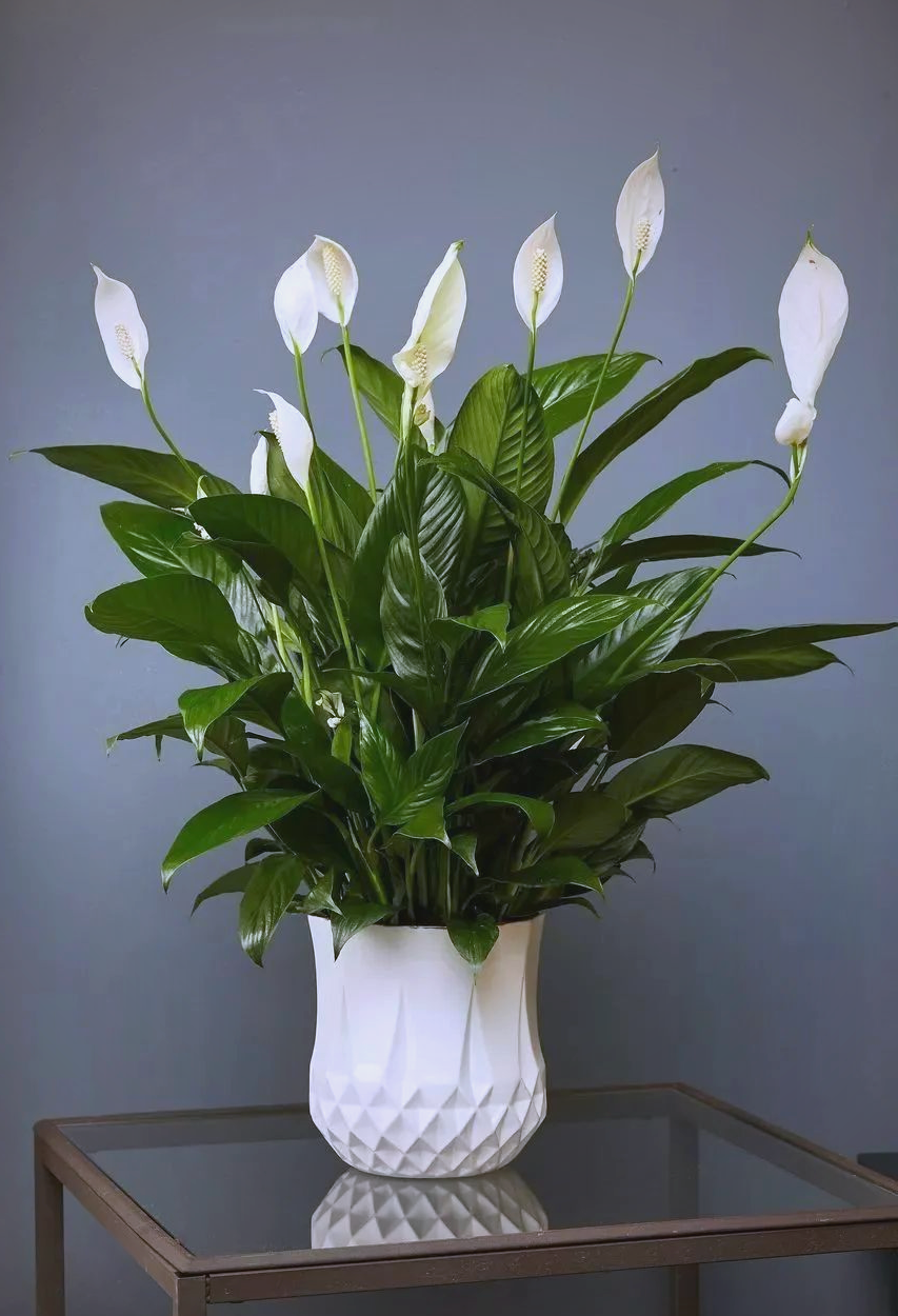 养护指南:如何轻松培育并繁殖?