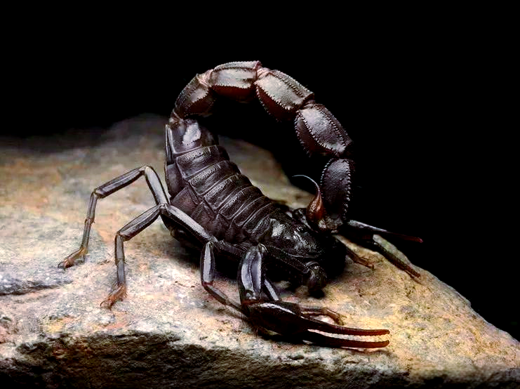 多种毒性强大的蝎子,其中一种攻击性强,伤人事件频发