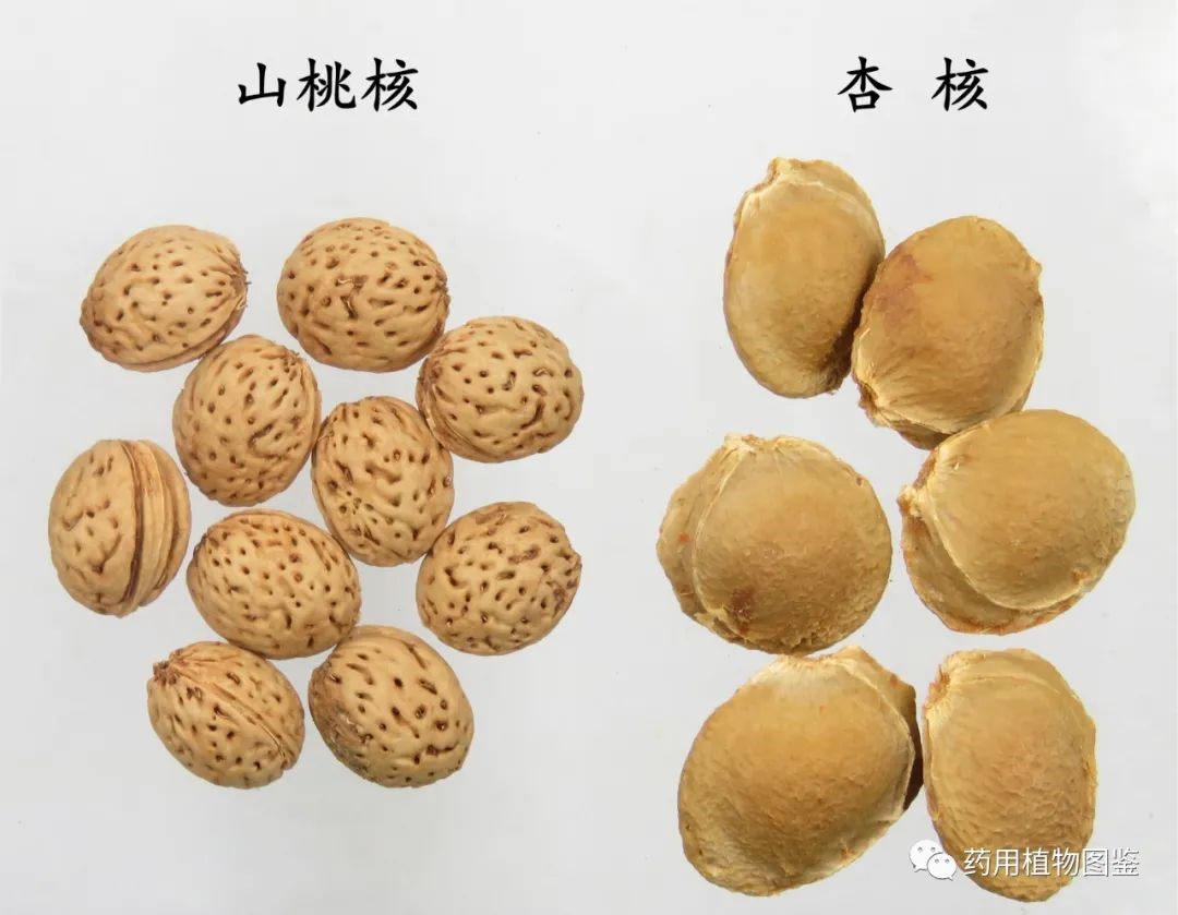 山桃仁和苦杏仁的几种鉴别实用技巧