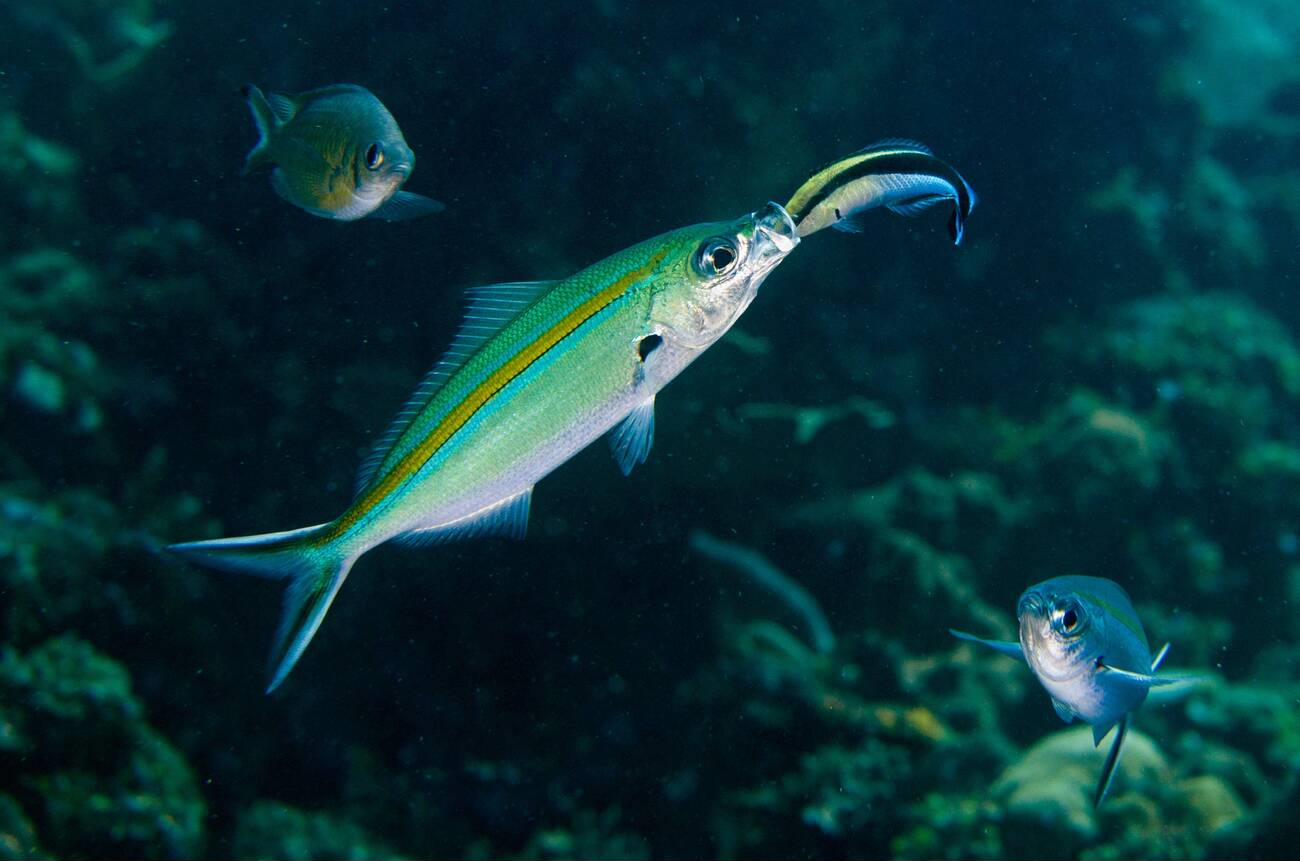 水族里的医生鱼—飘飘,原来它想吃的不是寄生虫,是另有私心