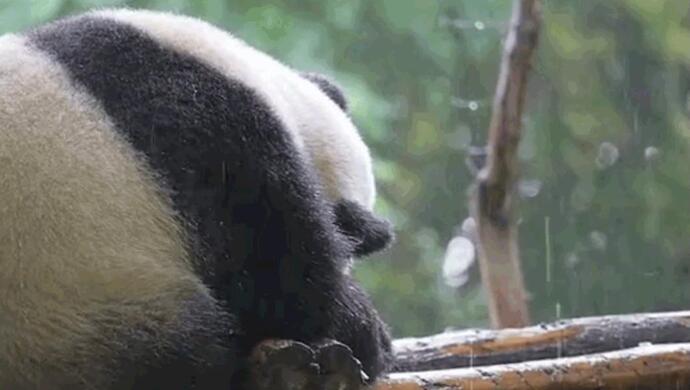 网传大熊猫"福禄"淋雨,成都大熊猫繁育研究基地回应