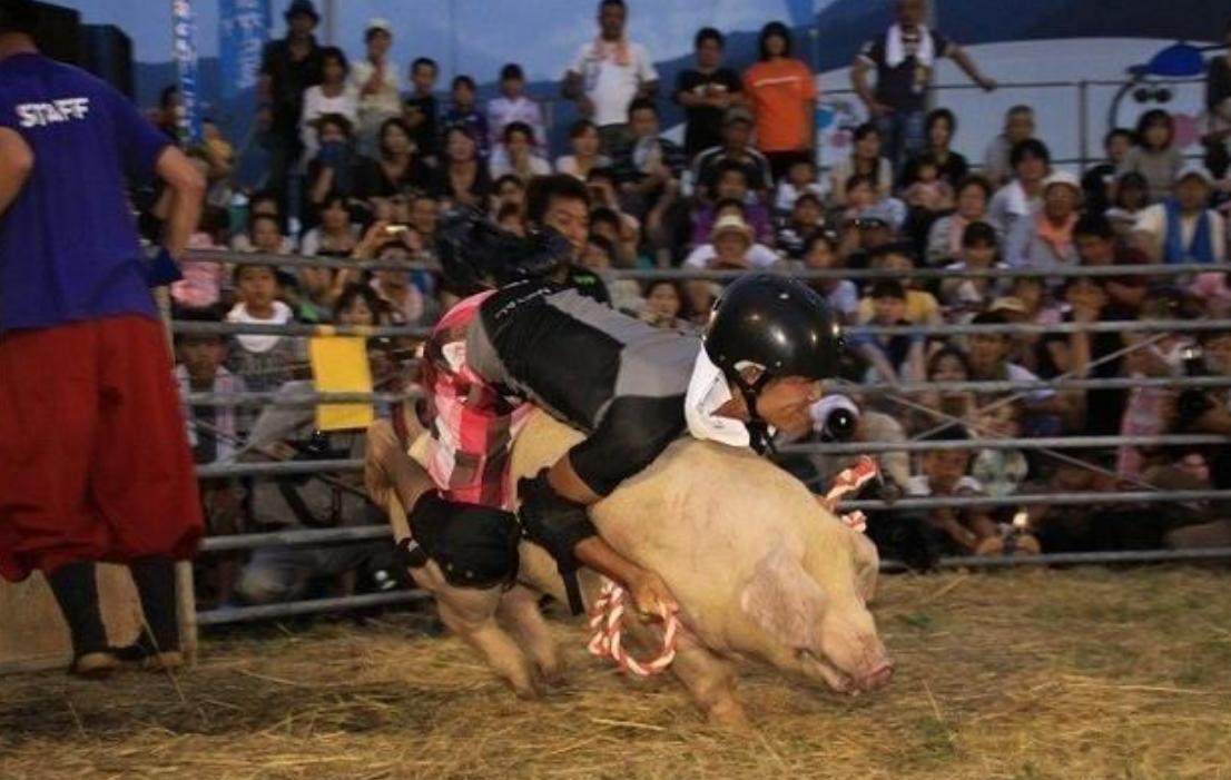 日本人果然脑回路清奇,闻所未闻的骑猪比赛,场面一度失控