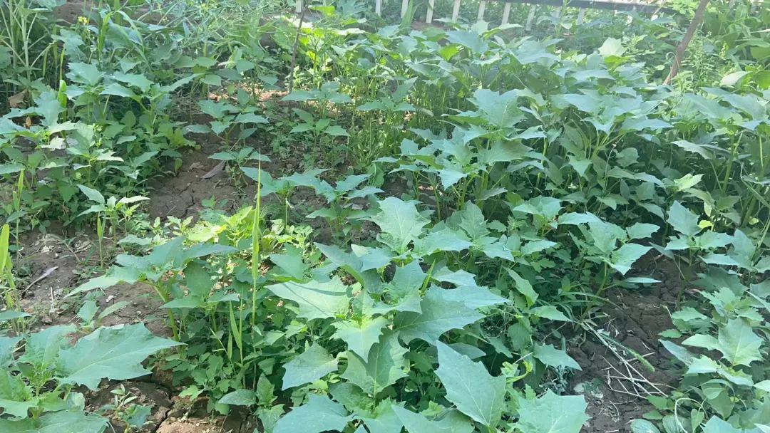 宁夏一对母子中毒只因误食曼陀罗