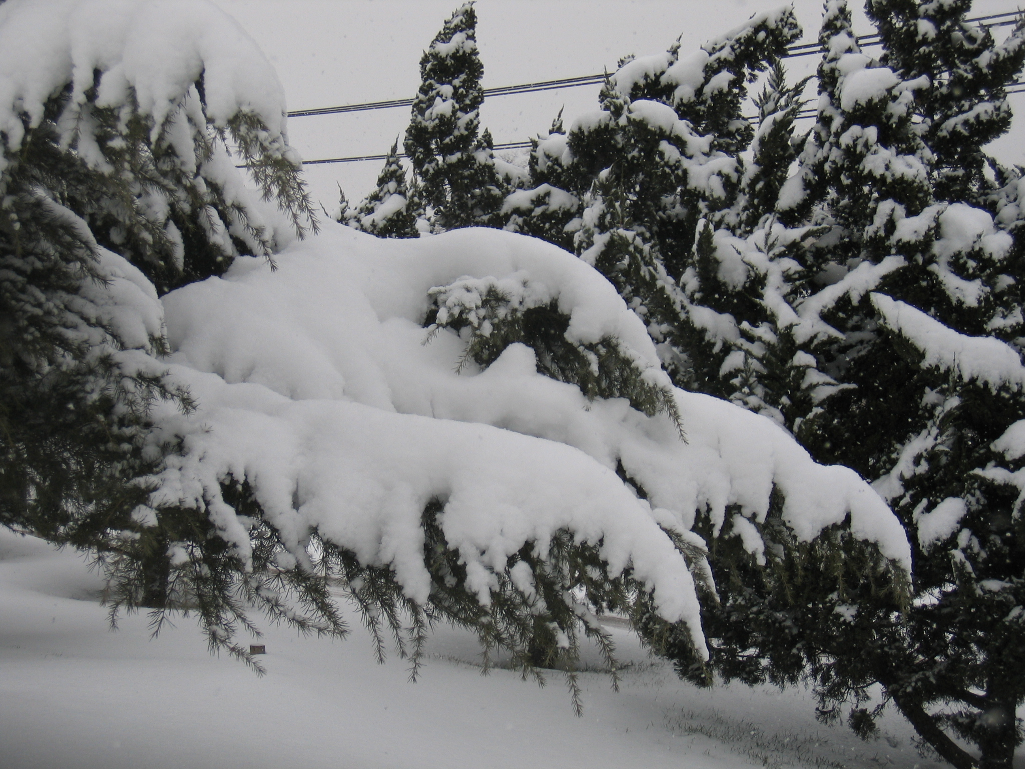 老照片2005大连甘井子樱花街(圈里——大化一宿舍)小编c723船船老长