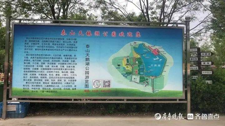 泰山天鹅湖成人票价涨10元,景区负责人:通过调价控制旺季人流