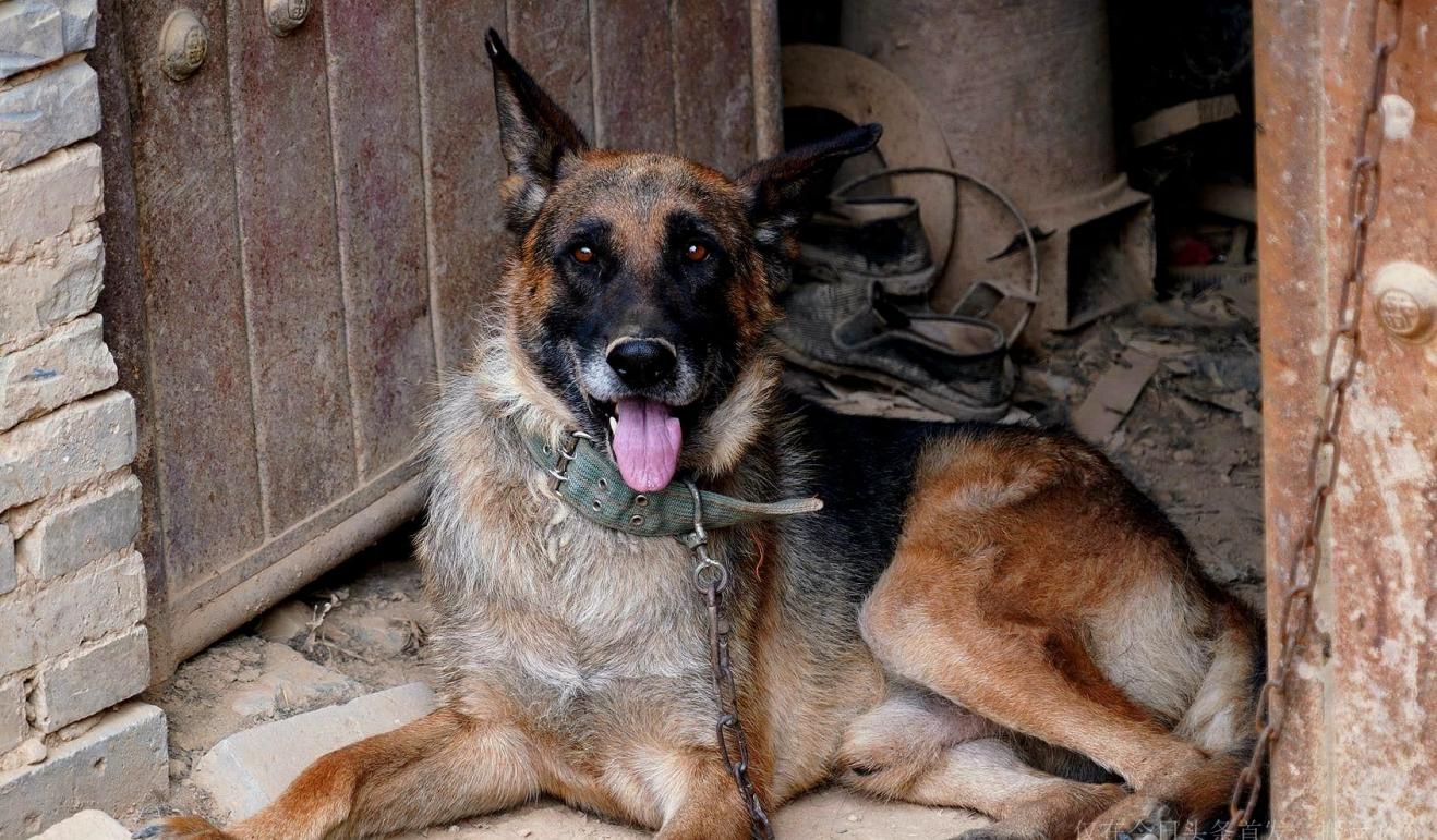 农民大爷家惊现杂交"狼狗",4万元不卖,言说对他有救命之恩