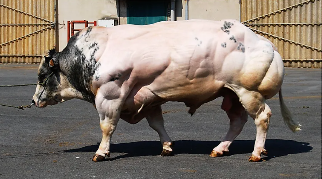 比利时兰牛 杂交图片