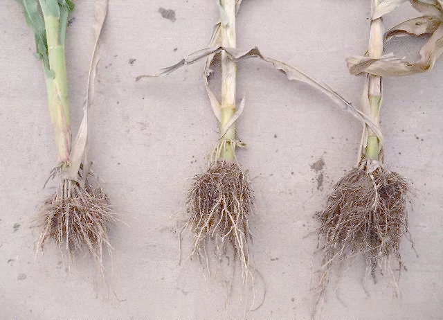 玉米的根系特点及生长影响因素