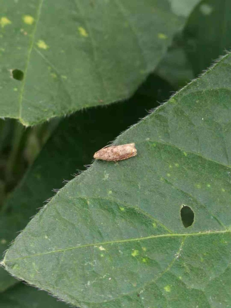 黑龙江省植检植保站提醒:预防大豆食心虫,确保大豆生产安全