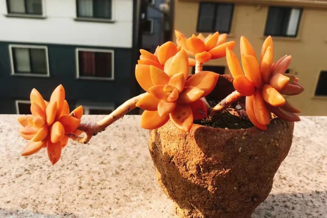 广东必入多肉品种"布丁",度夏无忧,养成老桩超美