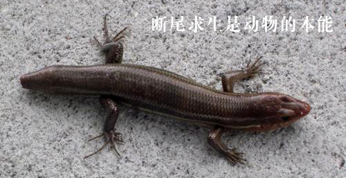 2021年:美国大学的"断尾求生"