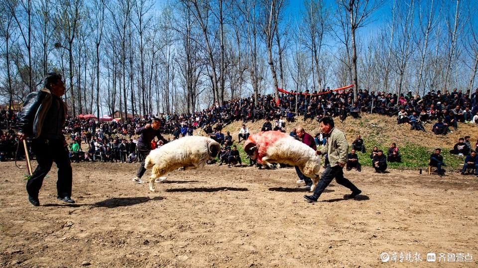 山东斗羊图片