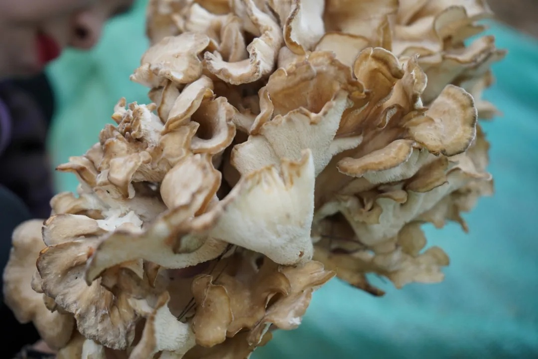 乡村振兴丨"废弃"桑枝变宝 努力探索"桑 菌"发展新模式