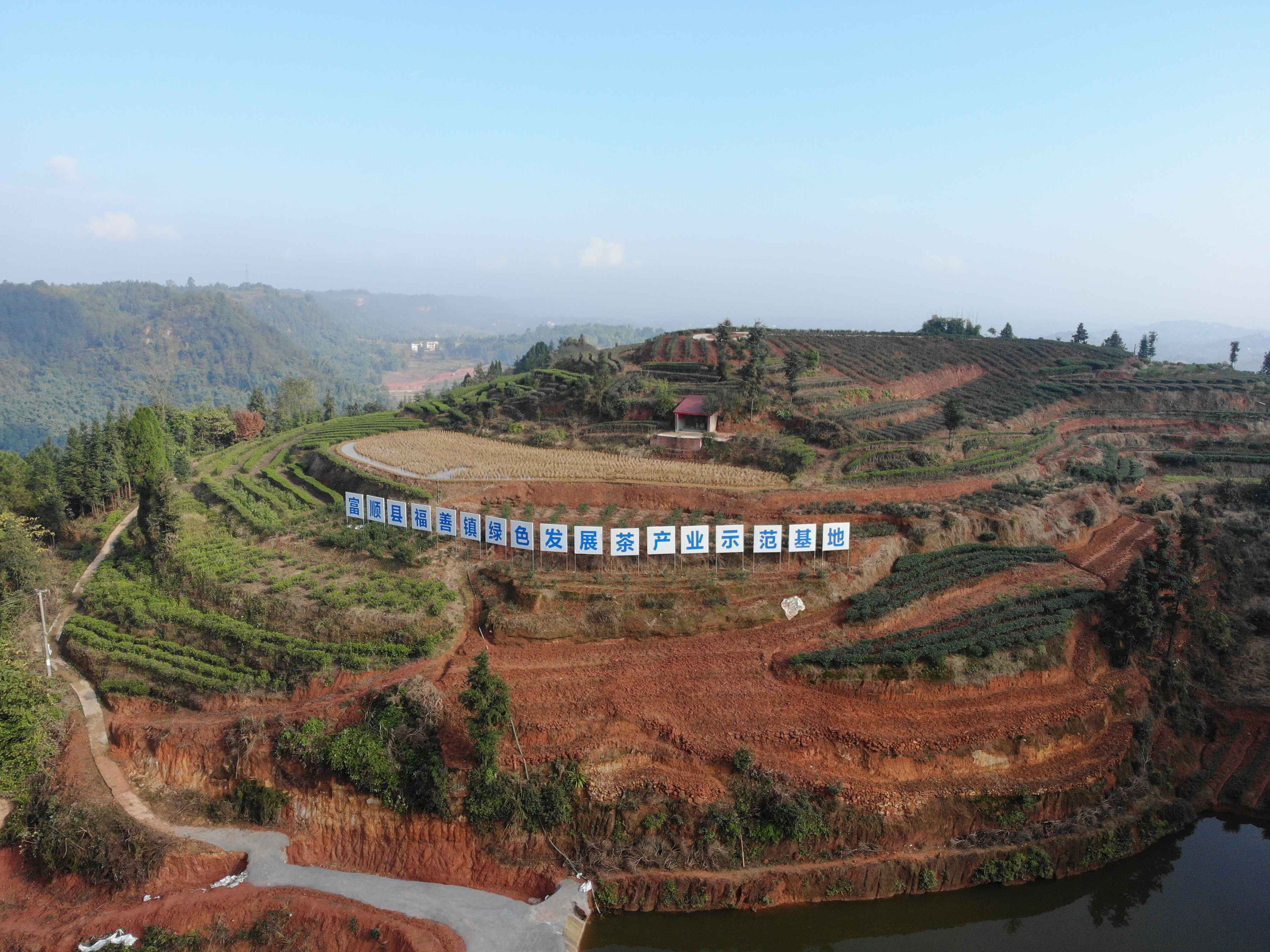 富顺县福善镇:茶树开出新绿芽 托起产业"致富梦"