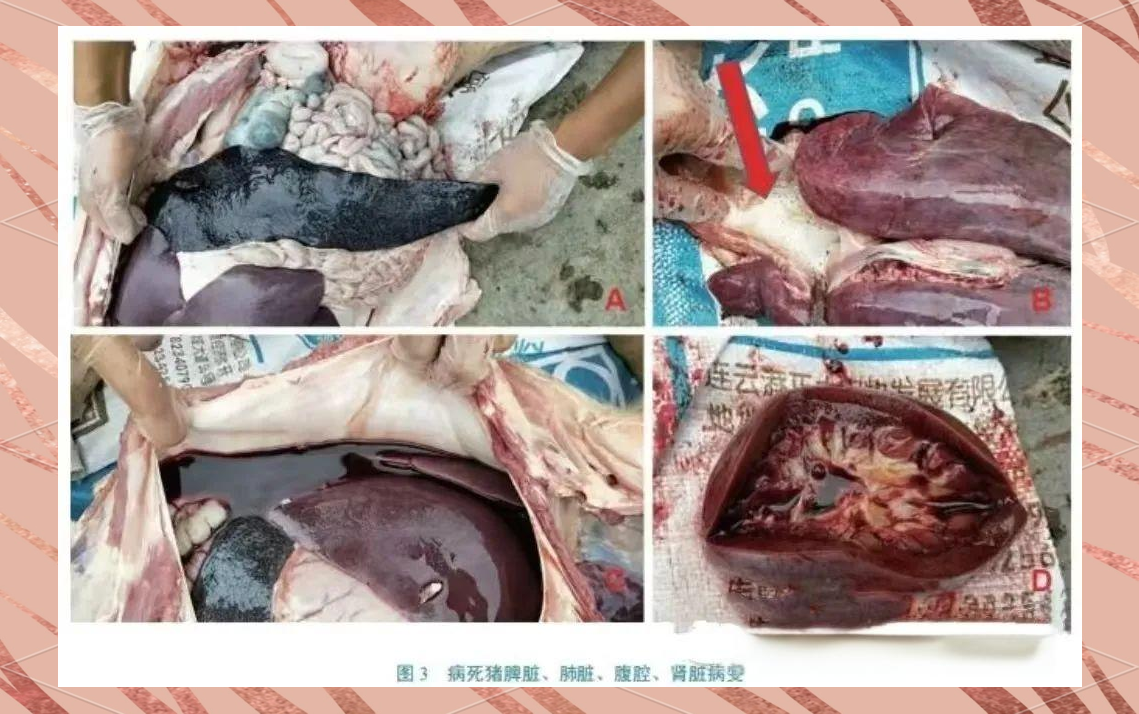 非洲猪瘟的症状与传播途径详解