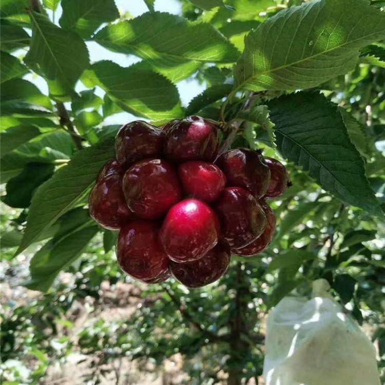 太平洋红瑞德大樱桃树苗品种介绍,瑞德系列
