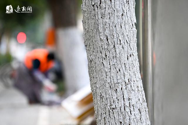 图说|树木"穿新衣"平安过冬季