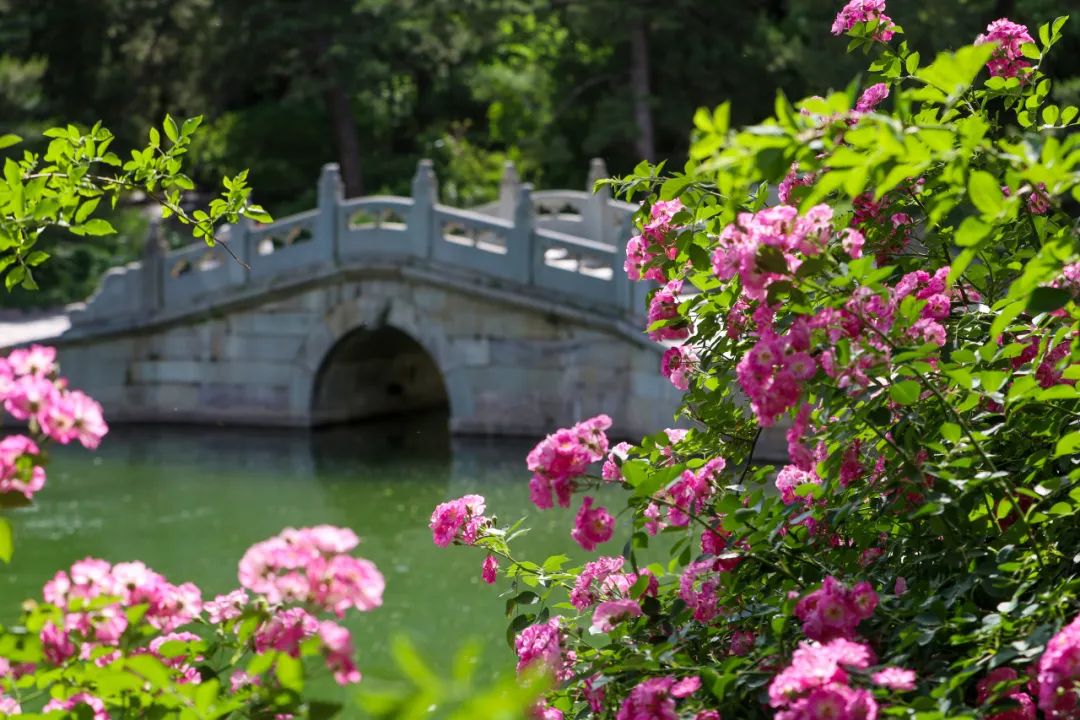 北京市属公园及中国园林博物馆初夏赏花攻略来了,多图直击