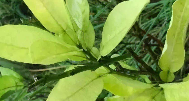 缺氮磷钾的植物有什么症状