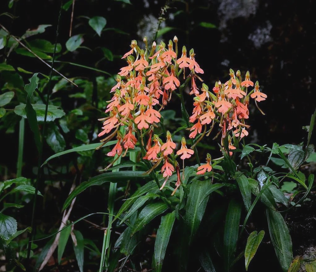 活了这么多年,第一次见如此美丽的橙黄玉凤花,具有极高的观赏与药用