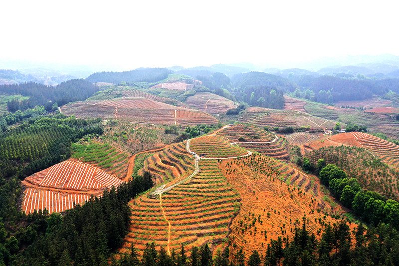 晴隆县沙子镇:生态果园电力足