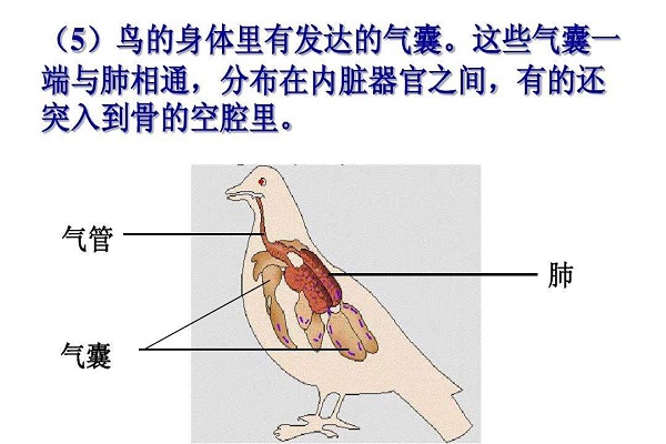 鹦鹉的气管和食道图图片