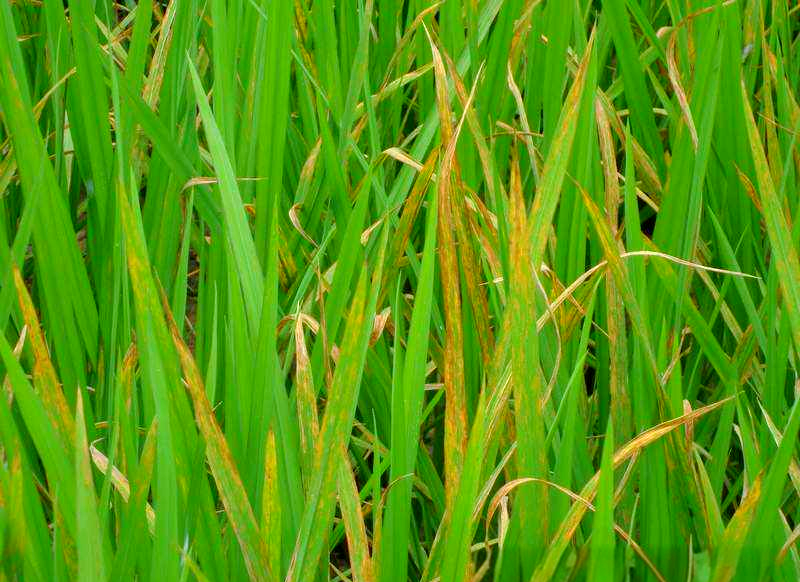 水稻细条病高发,如何应对?