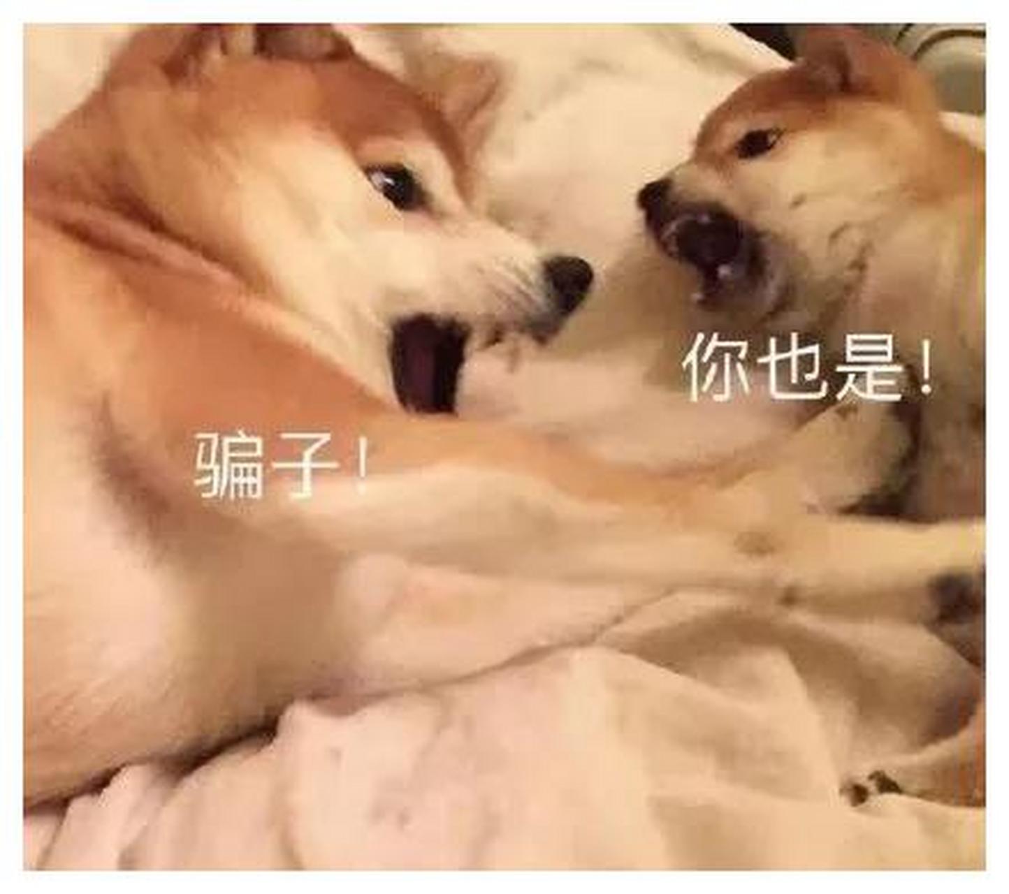 表情包真是小丑见大丑